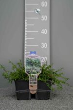 Euonymus for. 'Minimus' - Afbeelding 2