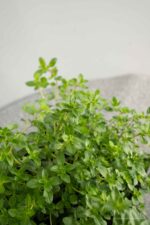 Thymus serpyllum - Afbeelding 3