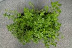 Thymus serpyllum - Afbeelding 4
