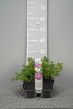 Thymus serpyllum - Afbeelding 2