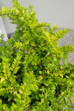 Lonicera nit. 'Maigrün' - Afbeelding 3