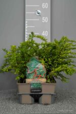 Lonicera nit. 'Maigrün' - Afbeelding 2