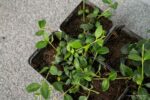 Vinca minor 'Atropurpurea' - Afbeelding 3