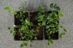 Vinca minor 'Atropurpurea' - Afbeelding 4