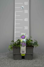 Vinca minor 'Atropurpurea' - Afbeelding 2