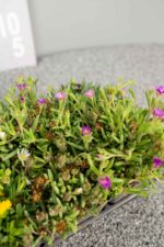 Delosperma Mix - Afbeelding 3