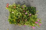 Delosperma Mix - Afbeelding 4