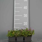 Delosperma Mix