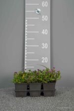 Delosperma Mix