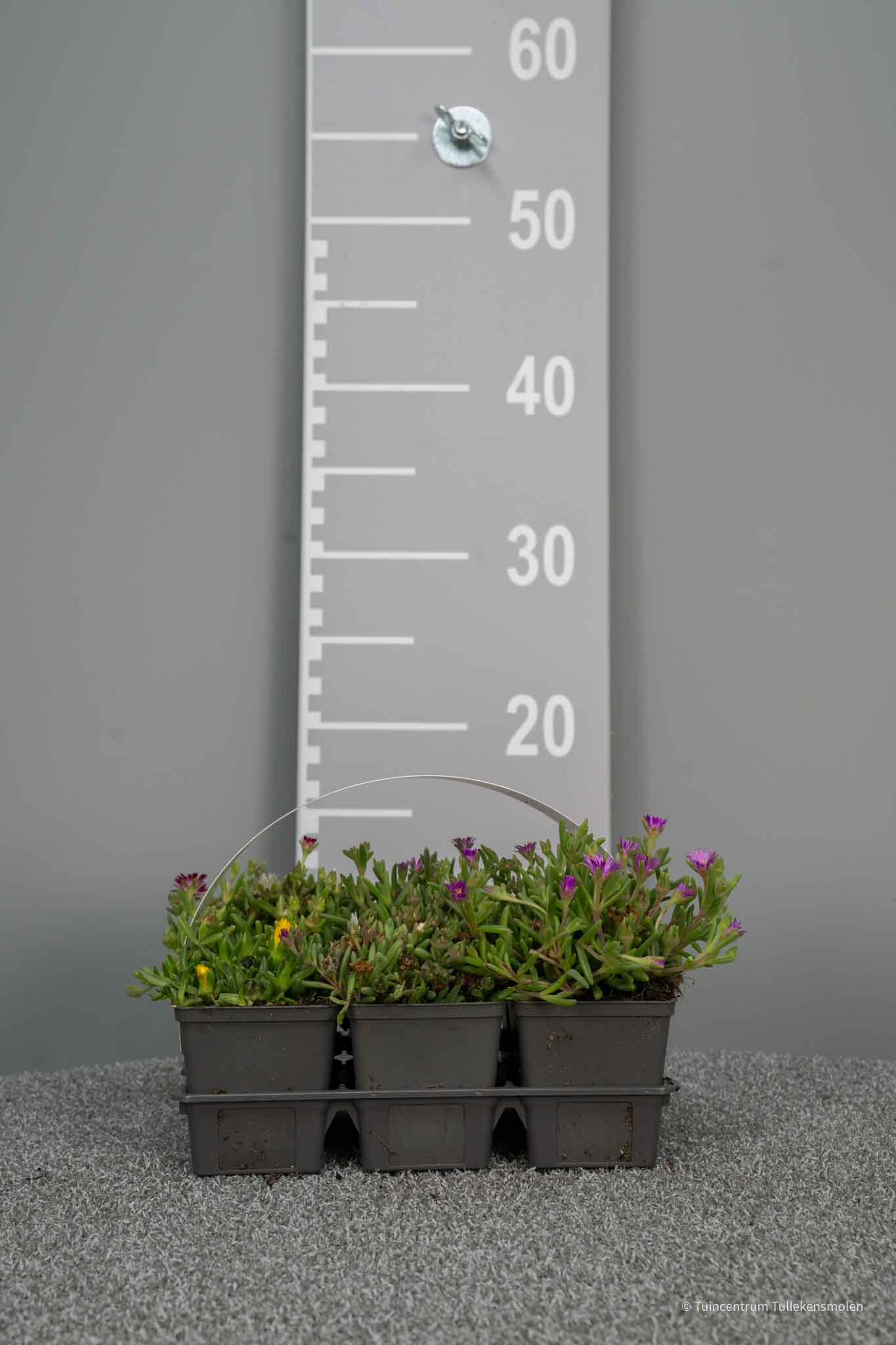 0006507-Delosperma-Mix-5 Delosperma Mix - Afbeelding 1