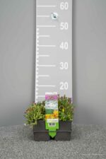 Delosperma Mix - Afbeelding 2