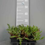Persicaria affinis ‘Superba’