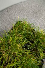 Armeria macr. 'White' - Afbeelding 3
