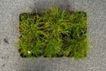 Armeria macr. 'White' - Afbeelding 4