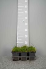 Armeria macr. 'White'