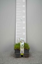 Armeria macr. 'White' - Afbeelding 2