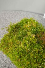 Sagina subulata - Afbeelding 3