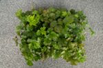 Waldsteinia ternata - Afbeelding 4