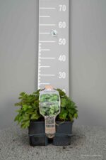 Waldsteinia ternata - Afbeelding 2